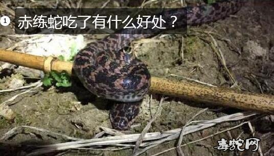 赤练蛇吃了有什么好处？