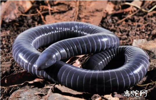 科学家发现一种蚓螈能像蛇一样分泌口腔毒液！