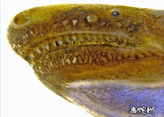 科学家发现一种蚓螈能像蛇一样分泌口腔毒液！