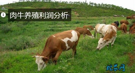 肉牛养殖利润分析、2020年养殖肉牛赚钱吗?