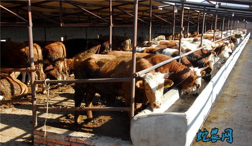 肉牛养殖利润分析、2020年养殖肉牛赚钱吗？
