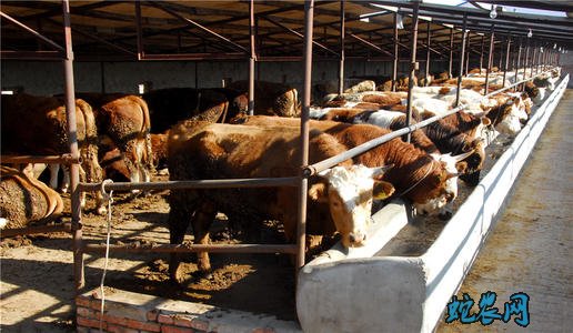 肉牛养殖利润分析、2020年养殖肉牛赚钱吗?
