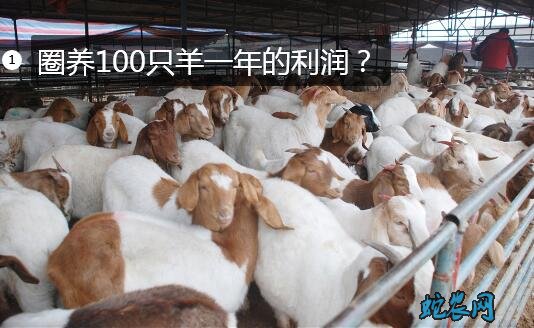 养殖羊、圈养100只羊一年的利润？