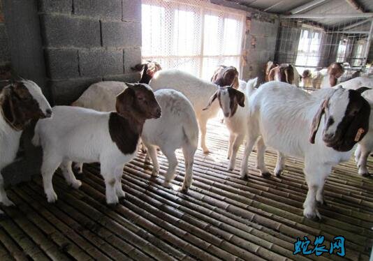 养殖羊、圈养100只羊一年的利润？