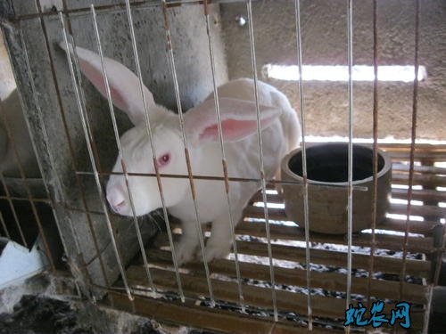 獭兔养殖、2020年獭兔养殖成本利润分析？