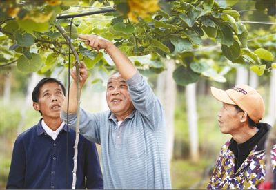 咱村来了“农民教授”、汪剑鸣教授指导农民种植猕猴桃！