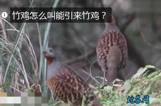 竹鸡怎么叫?竹鸡怎么叫能引来竹鸡?