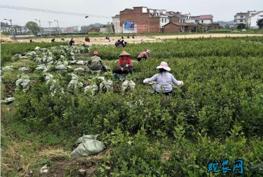 湖北:随州油茶产业方兴未艾 油茶是我国特有的木本食用油树种
