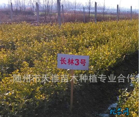 湖北:随州油茶产业方兴未艾 油茶是我国特有的木本食用油树种