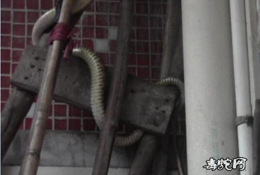 野生水律蛇受伤处理方法?