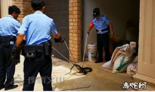 文山一小区惊现眼镜王蛇!森林警察立即出警抓获!