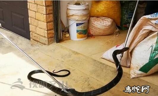 文山一小区惊现眼镜王蛇!森林警察立即出警抓获!