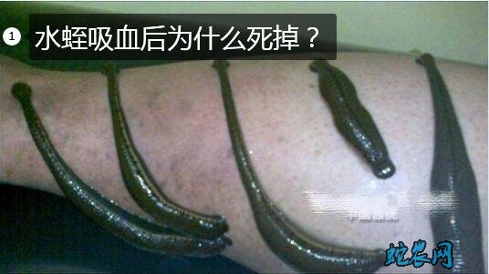 水蛭吸血水蛭吸血后为什么死掉