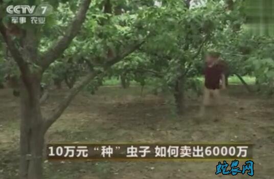 知了猴的养殖图片1