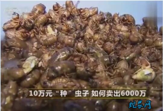 知了猴的养殖图片4