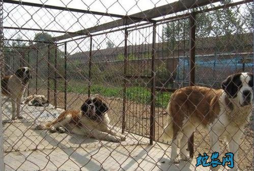 肉狗批发图片2