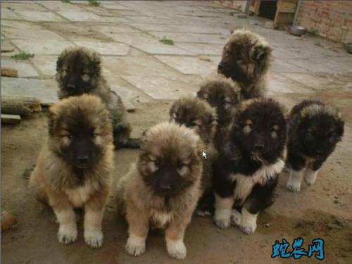 肉狗批发图片3