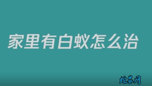 怎样消灭白蚂蚁