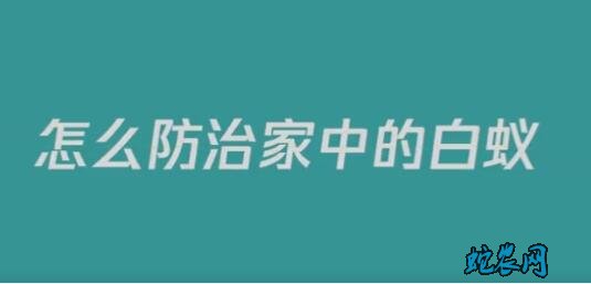 怎样消灭白蚂蚁图片5