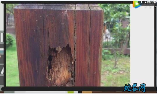 怎样消灭白蚂蚁图片7