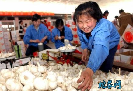山东金乡市场：蒜片企业恢复生产 上周成交量50316吨！