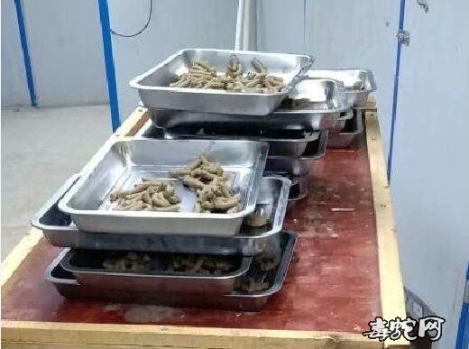 人工饲养眼镜蛇喂什么?