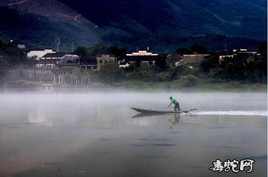 阳澄湖出现大水蛇图片4