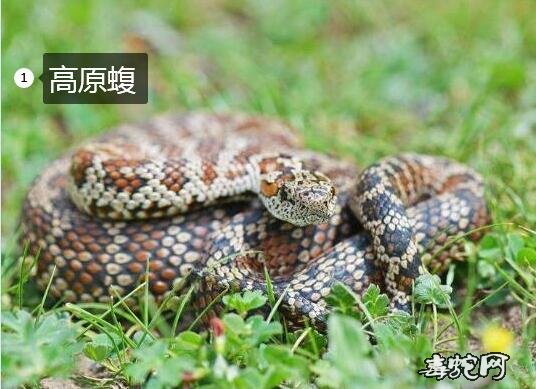 新疆高原蝮蛇有多长多重？