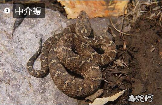 新疆高原蝮蛇有多长多重？