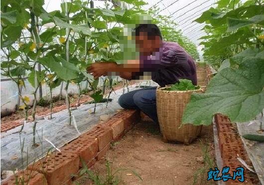 无土栽培大棚投资图片4