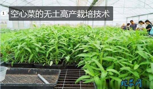 空心菜无土栽培图片1