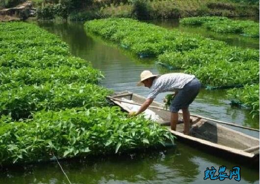 空心菜无土栽培图片