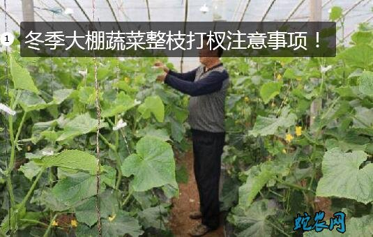 大棚蔬菜种植技术
