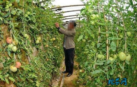 大棚蔬菜种植技术
