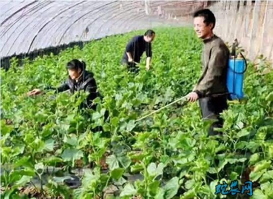 大棚蔬菜种植技术