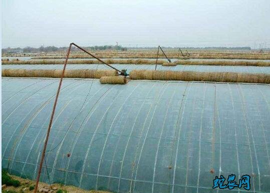 冬暖式蔬菜大棚图片2