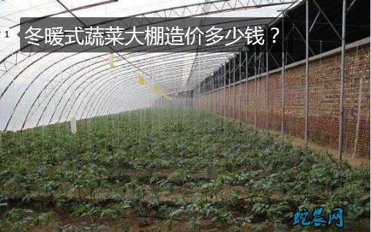 冬暖式蔬菜大棚图片1