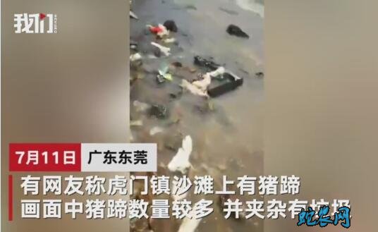 东莞海滩出现大量猪蹄!