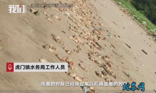 东莞海滩出现大量猪蹄!