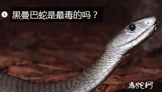 黑曼巴蛇是最毒的吗图