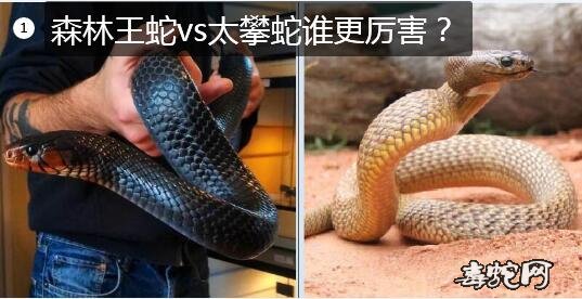 森林王蛇vs太攀蛇图片1