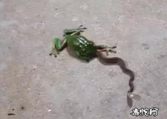 澳洲树蛙vs太攀蛇图片1