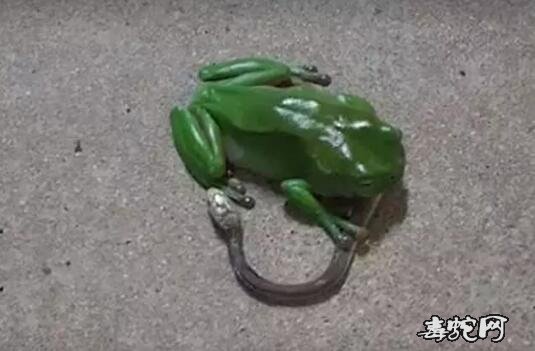 澳洲树蛙vs太攀蛇图片2