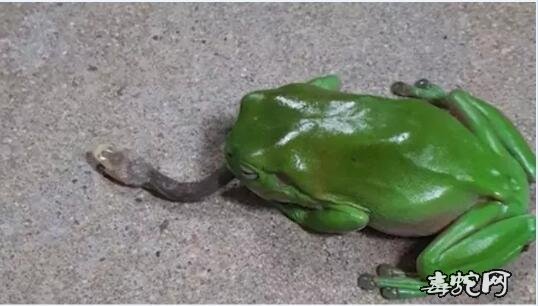 澳洲树蛙vs太攀蛇图片3