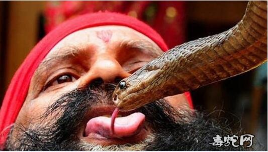 英媒：印度每年毒蛇咬伤死亡10万+！危害不输新冠疫情！