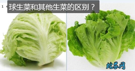 球生菜和其他生菜的区别图1