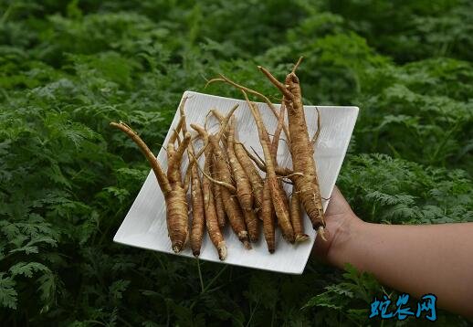 当归功效与作用及禁忌图片4