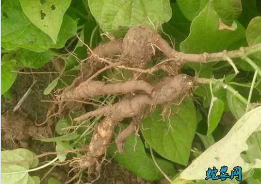 白首乌的功效与作用图3