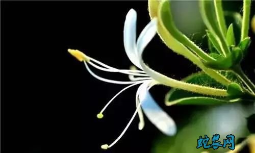 金银花副作用与禁忌症图5