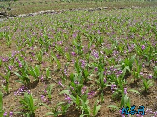 贵州白芨种植基地图片3